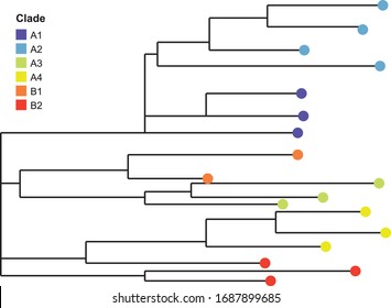 Viral Mutation Clade Layout By Rectangular Tree Diagram