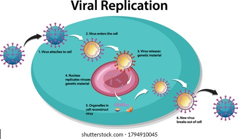 Viral Replication Infographic For Education Illustration