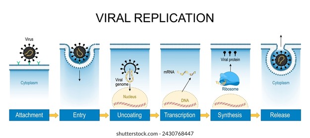 Viral replication. Virus life cycle from Attachment, Entry in a cell, and Uncoating to Transcription, mRNA production, Synthesis of virus components and Release. Vector illustration