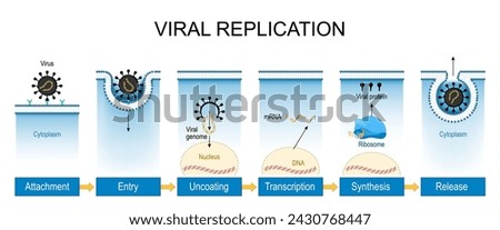 Viral replication. Virus life cycle from Attachment, Entry in a cell, and Uncoating to Transcription, mRNA production, Synthesis of virus components and Release. Vector illustration
