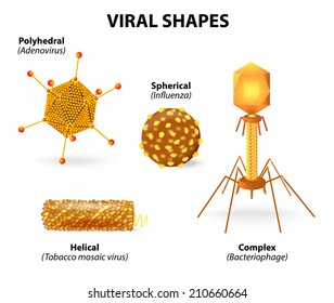 viral shapes. Vector illustration showing that there are many different shapes and sizes of viruses.