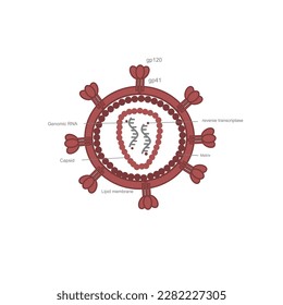Die Virusstruktur des humanen Immundefizienzvirus (HIV), das den wichtigen Bestandteil zeigt: Glykoprotein gp120, gp41, genomische RNA, Capsid, Lipidmembran, Matrix, Reverse Transkriptase.