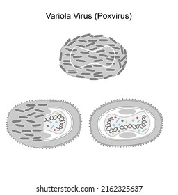 La estructura viral del virus Variola (Poxvirus) que forma parte del género Ortopoxvirus de la familia Poxviridae. Una imagen representa el lugar exterior e interior de la molécula viral.