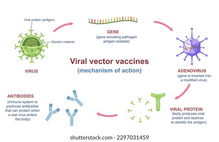 Viral vaccine infographic. Treatment of virus infections with medicines. Medical advice for health. Genetic material. Immune system creates antibodies and antigen. Cartoon flat vector illustration