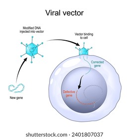 Viral vector for deliver genetic material into cells. Adenovirus for Gene Therapy. Genetic Engineering. Genome Editing. Vector illustration