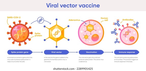 Viraler Vektor-Impfstoff. Spezifische Antigene und stimulieren die Immunantwort. Medizinische Infografiken und Lehrmaterialien. Bekämpfung von Viren. Prävention und Gesundheitsversorgung. Cartoon-Flachgrafik