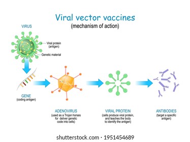 Viral Vector Vaccines. Vaccine Use A Safe Virus To Insert Pathogen Genes In The Cell To Produce Specific Antigens And Stimulate An Immune Response. Mechanism Of Action