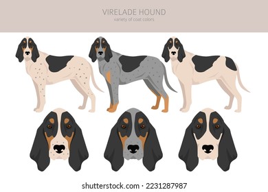 Virelade Hound clipart. All coat colors set.  All dog breeds characteristics infographic. Vector illustration
