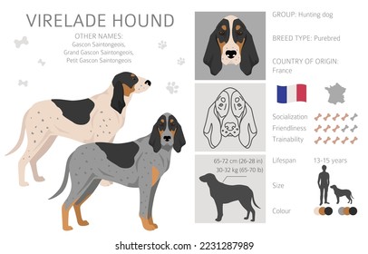 Virelade Hound clipart. All coat colors set.  All dog breeds characteristics infographic. Vector illustration