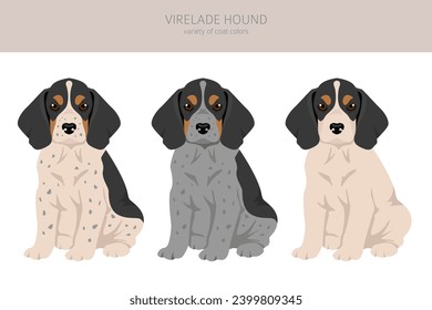 Virelade Hound puppy clipart. All coat colors set.  All dog breeds characteristics infographic. Vector illustration