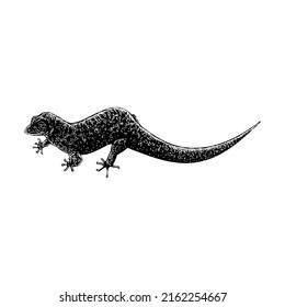 Virgin Islands Dwarf Gecko hand drawing vector illustration isolated on white background