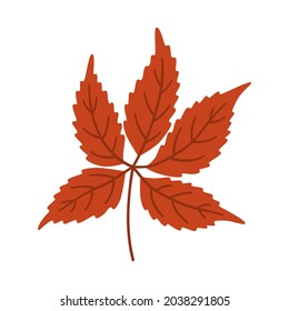 Virginia creeper autumn leaf on white background. Warm colors of fall, vector illustration in red color for design.