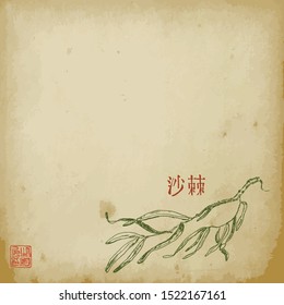 Virginia creeper plant branch with leaves sketch hand drawn vector illustration with hyeroglyph. Oriental ink painting sumi-e, u-sin, go-hua. Hieroglyph Virginia creeper on old paper.