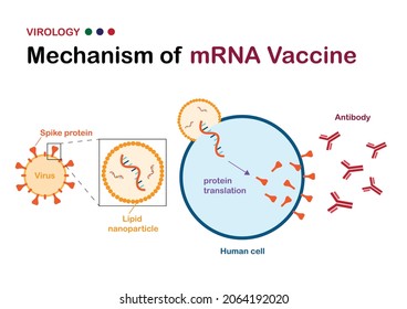 virology diagram explain mechanism of mRNA vaccine against virus