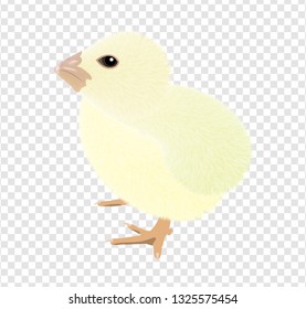 A Virtual image of cute little chicks isolated on a transparency background, realistic drawing vector illustration