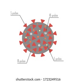 Virus anatomy. Coronavirus cell structure - proteins. COVID-19 pandemic medical infographic. 2019-nCoV Wuhan respiratory syndrome