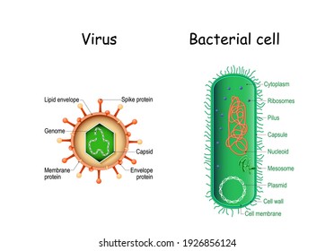 Virus And Bacteria. Close-up. Comparison And Difference. Bacterial Cell Anatomy And Virion Structure. Vector Illustration