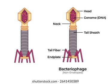 Virus bacteriophage anatomy micro pathogenic virology DNA with head capsid 