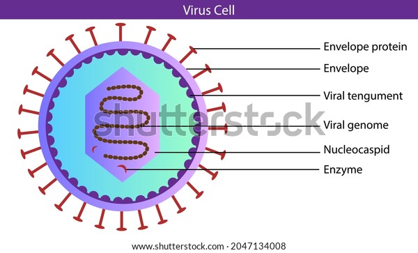 Virus Cell Structure Labeled Diagram Stock Vector (Royalty Free ...