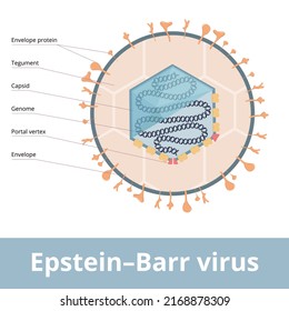 Epstein–Barr Virus (EBV, Human Gammaherpesvirus 4) Known As The Cause Of Infectious Mononucleosis. Virion Visualization Includes Genome, Capsid, Portal Vertex And Envelope Protein.