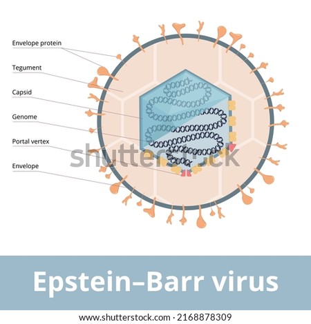 Epstein–Barr virus (EBV, Human gammaherpesvirus 4) known as the cause of infectious mononucleosis. Virion visualization includes genome, capsid, portal vertex and envelope protein. Stock photo © 