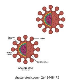 Virus enveloped anatomy of corona virology visualization with spikes