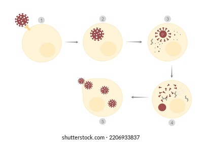 The Virus Life Cycle Or Infection Step (specific Binding Receptor): Viral Attached, Penetration, Uncoating, Gene Replication And Expression, Protein Assembly, New Viral Particles Are Released