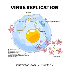 Virus Replication Cycle Diagram with Labeled Stages. From Entry to Release. Biology Healthcare educational poster. Labeled Virion, Receptor, Viral RNA Replication, Golgi Apparatus, Inject Viral Genome