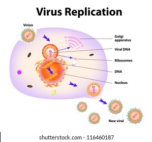 Virus Replication. Vector Illustration