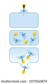 Virus reproduction diagram