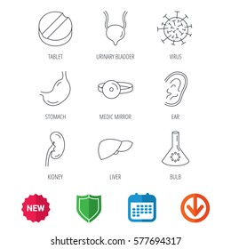 Virus, tablet and stomach organ icons. Liver, kidney and urinary bladder linear signs. Medic mirror, ear and lab bulb flat line icons. New tag, shield and calendar web icons. Download arrow. Vector