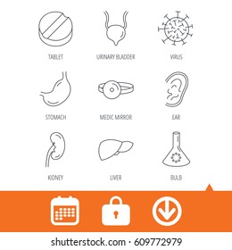 Virus, tablet and stomach organ icons. Liver, kidney and urinary bladder linear signs. Medic mirror, ear and lab bulb flat line icons. Download arrow, locker and calendar web icons. Vector