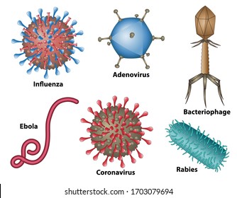 Virus Types, Examples Of Virions For Influenza, Adenovirus, Bacteriophage, Ebola, Coronavirus, And Rabies. Virus, Not Bacteria Cell Structures.