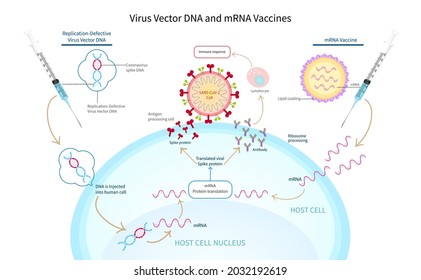 Virus Vector DNA And MRNA Vacciness