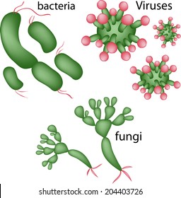 Viruses, bacteria, fungi vector.