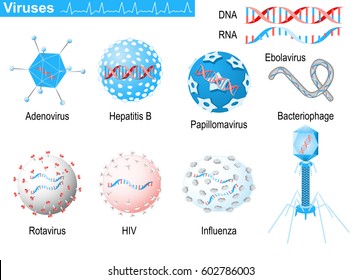 Viruses. diagram showing shapes of virions: bacteriophage, ebolavirus, hepatitis, rotavirus, adenovirus, papillomavirus, AIDS and influenza. Medical Infographic set