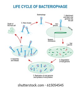 Viruses Life Cycle Example Bacteriophage Bacteria Stock Vector (Royalty ...