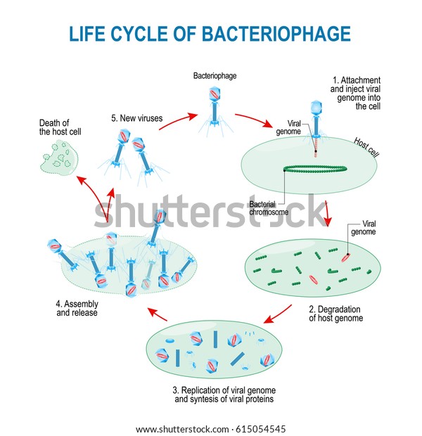 viruses life cycle for example bacteriophage\
and bacteria. Schematic diagram.\
