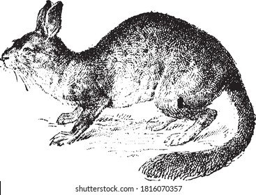 Viscacha animal, From the Dictionary of Word and Things, 1888.
