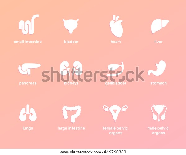 Viscera Vector Illustration Internal Human Organs Stock Vector (Royalty ...