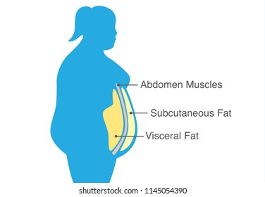 Visceral fat and subcutaneous fat that accumulate around waistline of woman. Illustration about medical diagram.