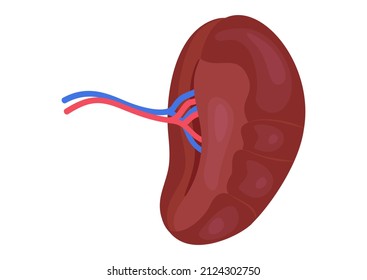 Visceral surface of the spleen isolated on white background. Vector illustration of human spleen organ