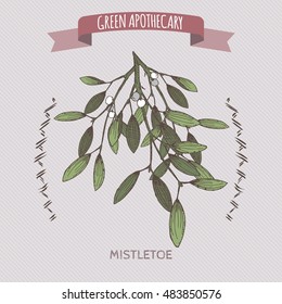 Viscum album aka mistletoe color sketch. Green apothecary series. Great for traditional medicine, gardening or cooking design.