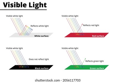 Visible colors from lightwaves on surfaces. Light waves are reflected or absorbed on different surfaces. Vector illustration. Didactic illustration.