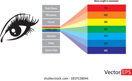Visible Light Diagram. Color Electromagnetic Spectrum, Light Wave Frequency. Vector.