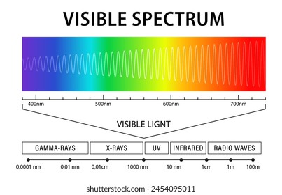 Visible light diagram. Color electromagnetic spectrum, frequency of light waves. Physics education school vector background. Electromagnetic spectrum visible to the human eye. Vector illustration