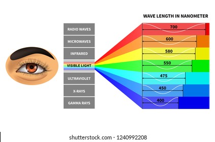 Visible Light Spectrum. Color Waves Length Perceived By Human Eye. Rainbow Electromagnetic Waves. Educational School Physics Diagram