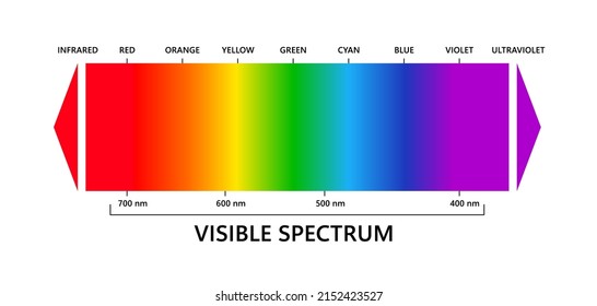 Sichtbares Lichtspektrum, Infrarot und Ultraviolett. Elektromagnetisches sichtbares Farbspektrum für das menschliche Auge. Vektorgrafikdiagramm mit Wellenlänge und Farben. Bildungsgrafik auf weißem Hintergrund.