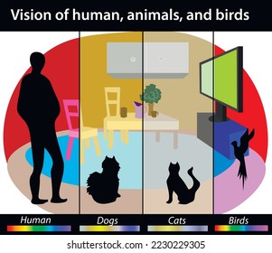 Vision of animals, birds, and human. Color spectrum and visible colors, scientific illustration