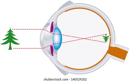 vision, optics, eyeball, visual system